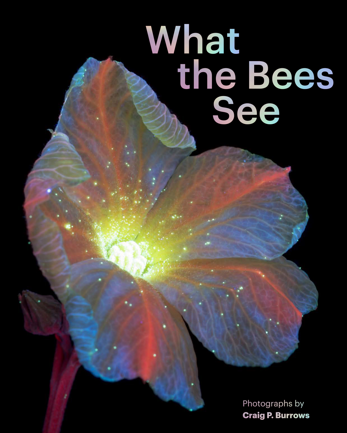 What the Bees See